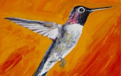 Hummingbird 13