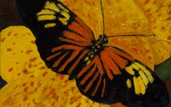 Butterfly 1