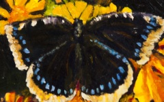 Butterfly 6