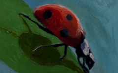 Ladybug