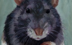 Rat