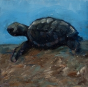 Baby Sea Turtle 2