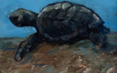 Baby Sea Turtle 2