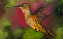 Hummingbird 7