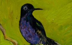 Hummingbird 8