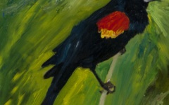 Red Winged Blackbird