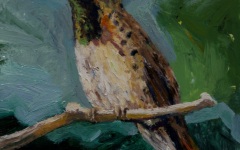 Hummingbird 10