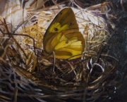 Butterfly's Nest