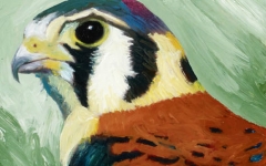 American Kestral Profile