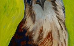 American Kestrel 4