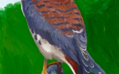 American Kestrel