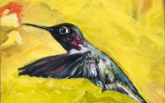 Annas Hummingbird 2