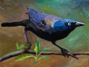 Broad Tailed Grackle
