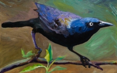 Broad Tailed Grackle