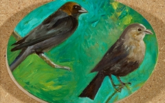 Brown Headed Cowbirds