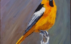 Bullocks Oriole