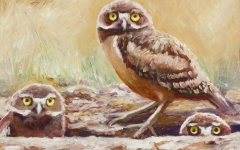 Burrowing Owls 2