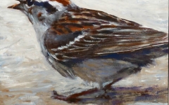 Chipping Sparrow 2