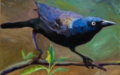 Common Grackle 2