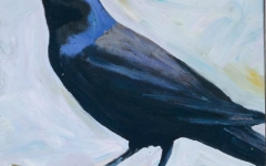 Common Grackle