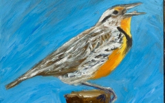 Eastern Meadowlark