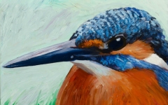 Kingfisher Portrait