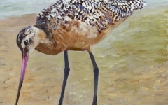 Marbled Godwit