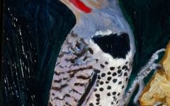 Northern Flicker