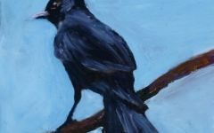 Phainopepla