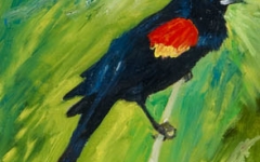 Red Winged Blackbird