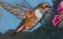 Rufus Hummingbird