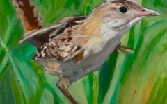 Sedge Wren