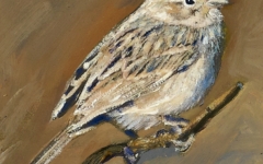 Sparrow 1