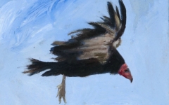 Turkey Vulture 1