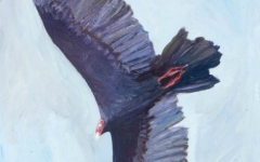 Turkey Vulture 2