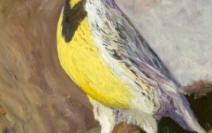 Western Meadowlark