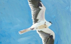 White Tailed Kite In-fliight