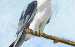 White Tailed Kite