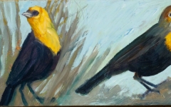 Yellow Headed Black Birds