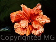 0319_orangy-layered-hibiscus