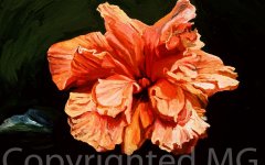 0319_orangy-layered-hibiscus