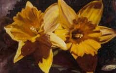 Daffodils