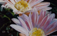 Gerbera Daisies