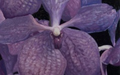 Purple Orchid