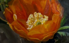 Peruvian Prickly Pear Bloom