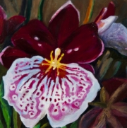 Magenta and White Orchid