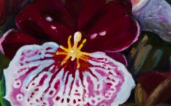 Magenta and White Orchid