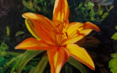 Day Lily