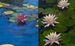 Water Lilies