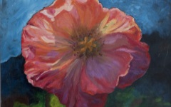 Pink Poppy